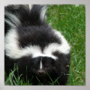 Search for skunks posters Wildlife