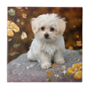 Search for maltese tiles Cute