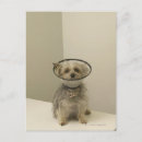 Search for closed postcards One animal