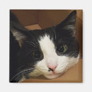 Recherche de tuxedo magnets Félin