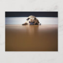 Search for pet pug postcards Dog