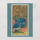 Search for blue jay vertical postcards Birds of america