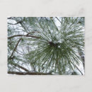 Search for pine needle postcards Nature
