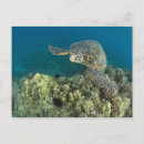 Search for algae postcards Ocean