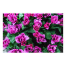 Recherche de floral pourpre rose posters Tulipes