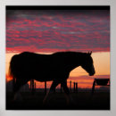 Recherche de cheval trait posters Clydesdale