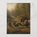 Recherche de dindon cartes postales Faune