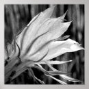 Search for black and white cactus art Flowers