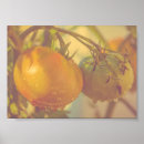 Recherche de fruit orange posters Vert