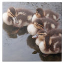 Search for duck and duckling tiles Animals