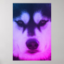 Recherche de husky posters Huskies