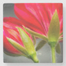 Recherche de lierre dessous de verres Fleur