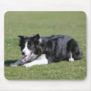 Recherche de chien border collie tapis souris Colley frontière