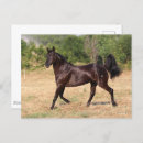 Recherche de mustang espagnol cartes postales Bob langrish