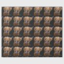 Search for hairy wrapping paper Highland