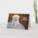 Search for maltese birthday cards White