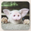 Search for pens coasters Animals