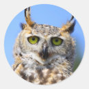 Search for great horned owls stickers Bird of prey