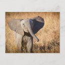 Search for elephant calf postcards Endangered species