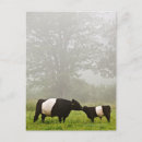 Recherche de désagréable cartes postales Animal