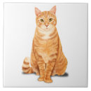 Recherche de chat tigré chat carreaux Félin