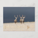 Search for buck mule deer postcards Wildlife