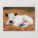 Recherche de vache bébé cartes postales Animal