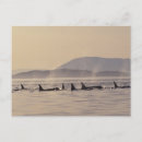 Search for orca gifts Swim
