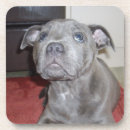 Search for terrier coasters Puppy