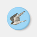 Recherche de rapaces magnets Nature