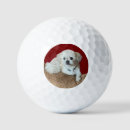 Search for shih tzu golf equipment Animals