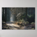 Search for panoramic posters Forest