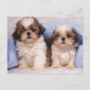 Search for looking front horizontal postcards Full length