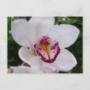 Search for white orchid postcards Nature