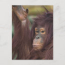 Recherche de orangs outans cartes postales Pour tous