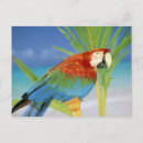 Search for animals of hawaii postcards Bird