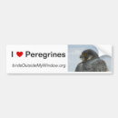 Search for falcon bumper stickers Peregrine