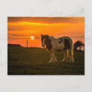 Search for cheval postcards Black