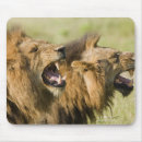 Search for african lion mousepads South africa