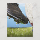 Search for sports equipment postcards Outdoors