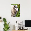 Recherche de brebis photographie Animaux de ferme