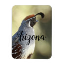 Search for desert bird magnets Arizona