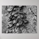 Recherche de écorce posters Pour elle