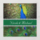Recherche de paon fier cartes postales Plumes