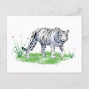 Recherche de tigre blanc cartes postales Pour tous