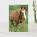 Search for gelding Photography
