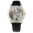 Recherche de bergers australiens accessoires Animaux domestiques