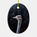 Search for ostrich ornaments Animal