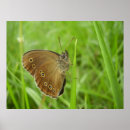 Search for ringlet Butterfly