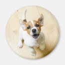 Recherche de cric magnets Terrier